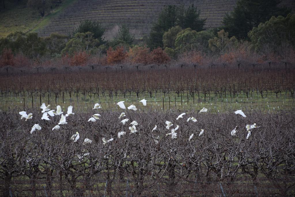 Hotel Borrodell Vineyard Orange Esterno foto