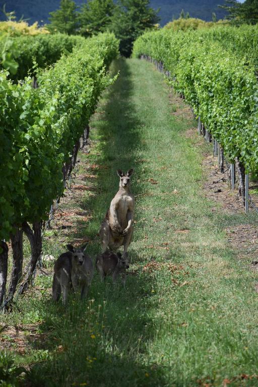 Hotel Borrodell Vineyard Orange Esterno foto